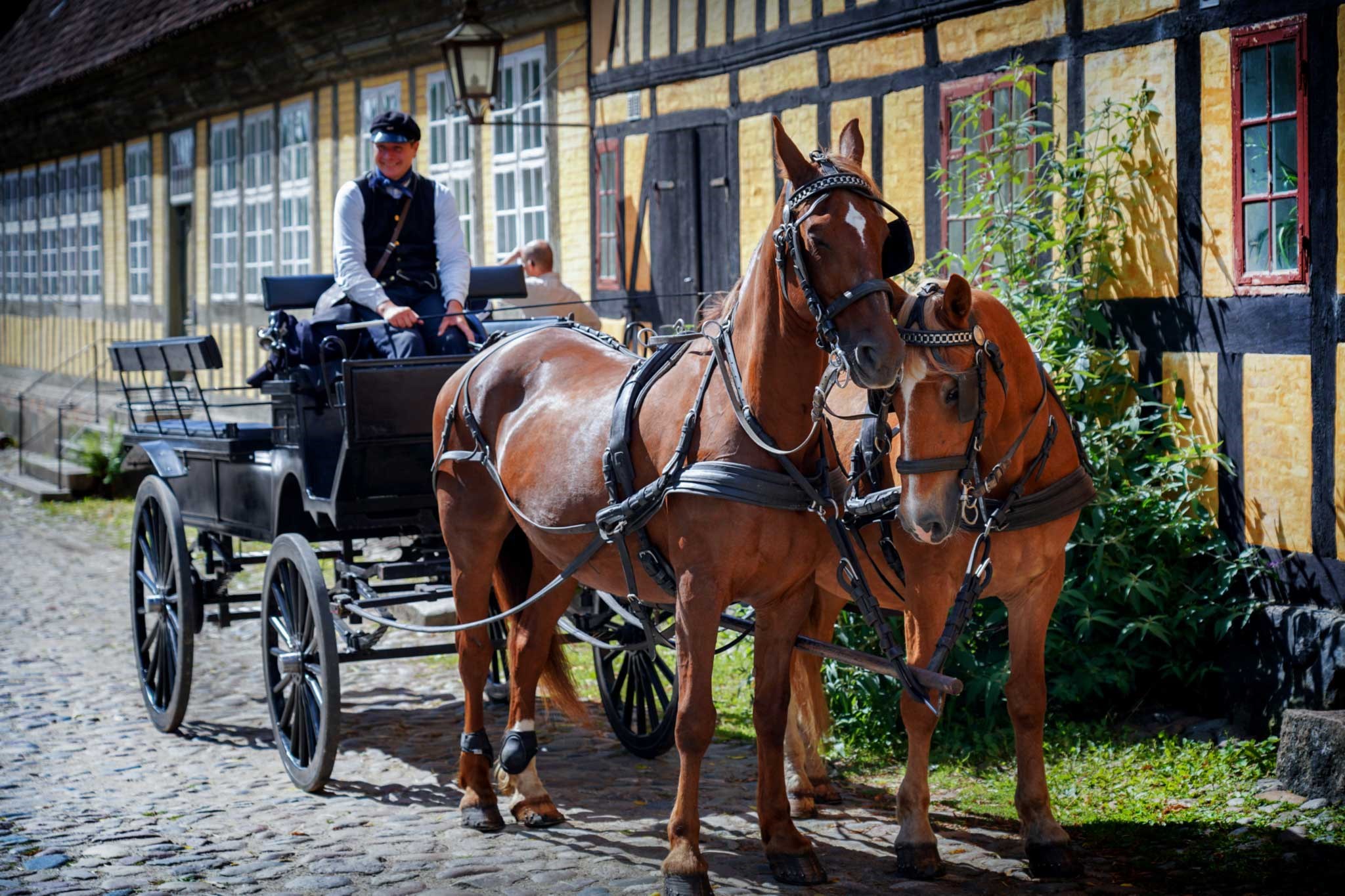 Horse-drawn carriage rides