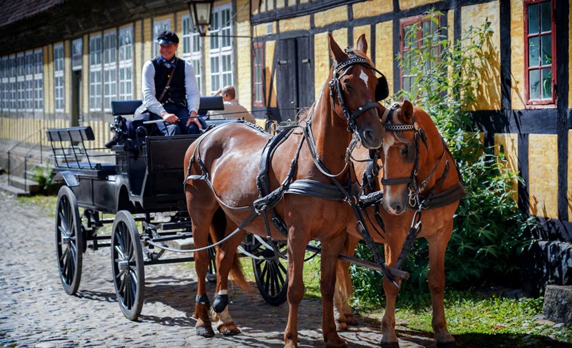 Horse-drawn carriage rides